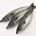 High Quality Pacific Mackerel 6-8Pcs/Kg For Canning